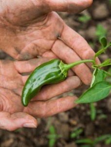 home-grown jalapeno pepper