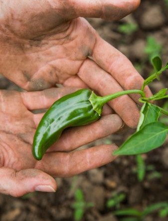 home-grown jalapeno pepper
