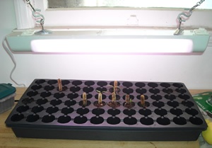 Plant light set up for growing peppers