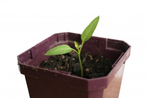 pepper soil