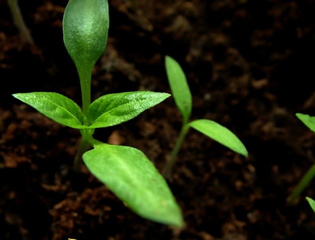 germinating peppers