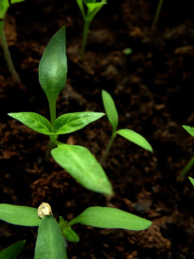 germinating peppers