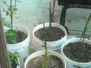 winterize Overwintering pepper plants