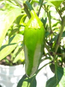 mucho_nacho Mucho nacho jalapeno growing on pepper plant.