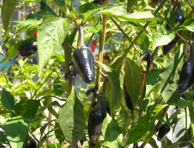 Purple jalapenos growing on the pepper plant.