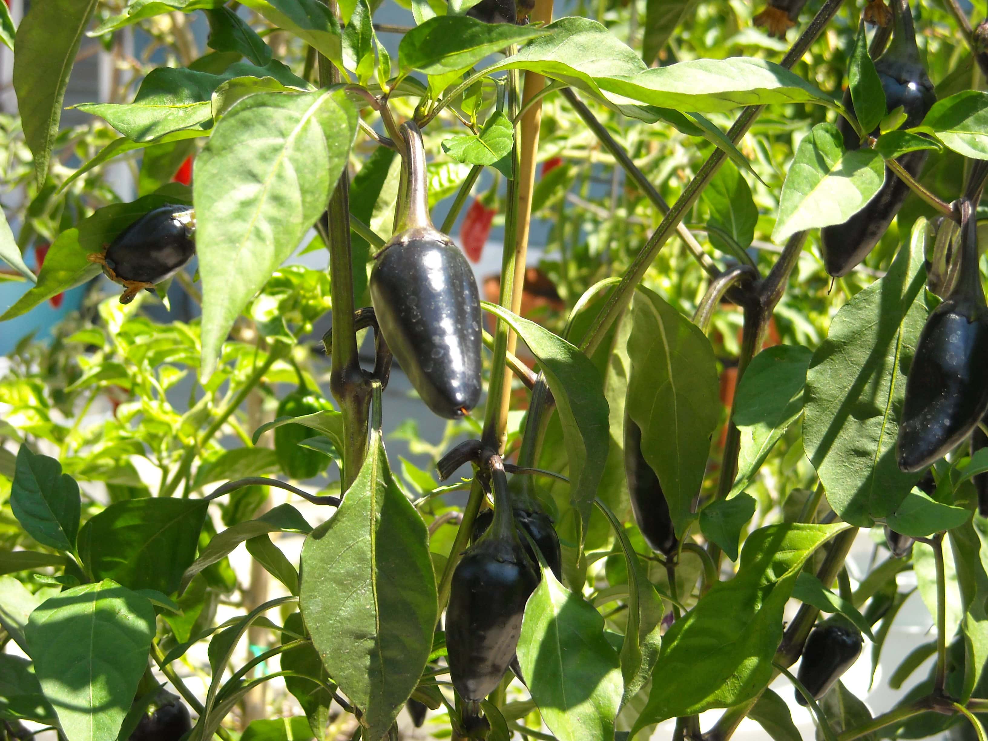 Purple jalapenos growing on the pepper plant.